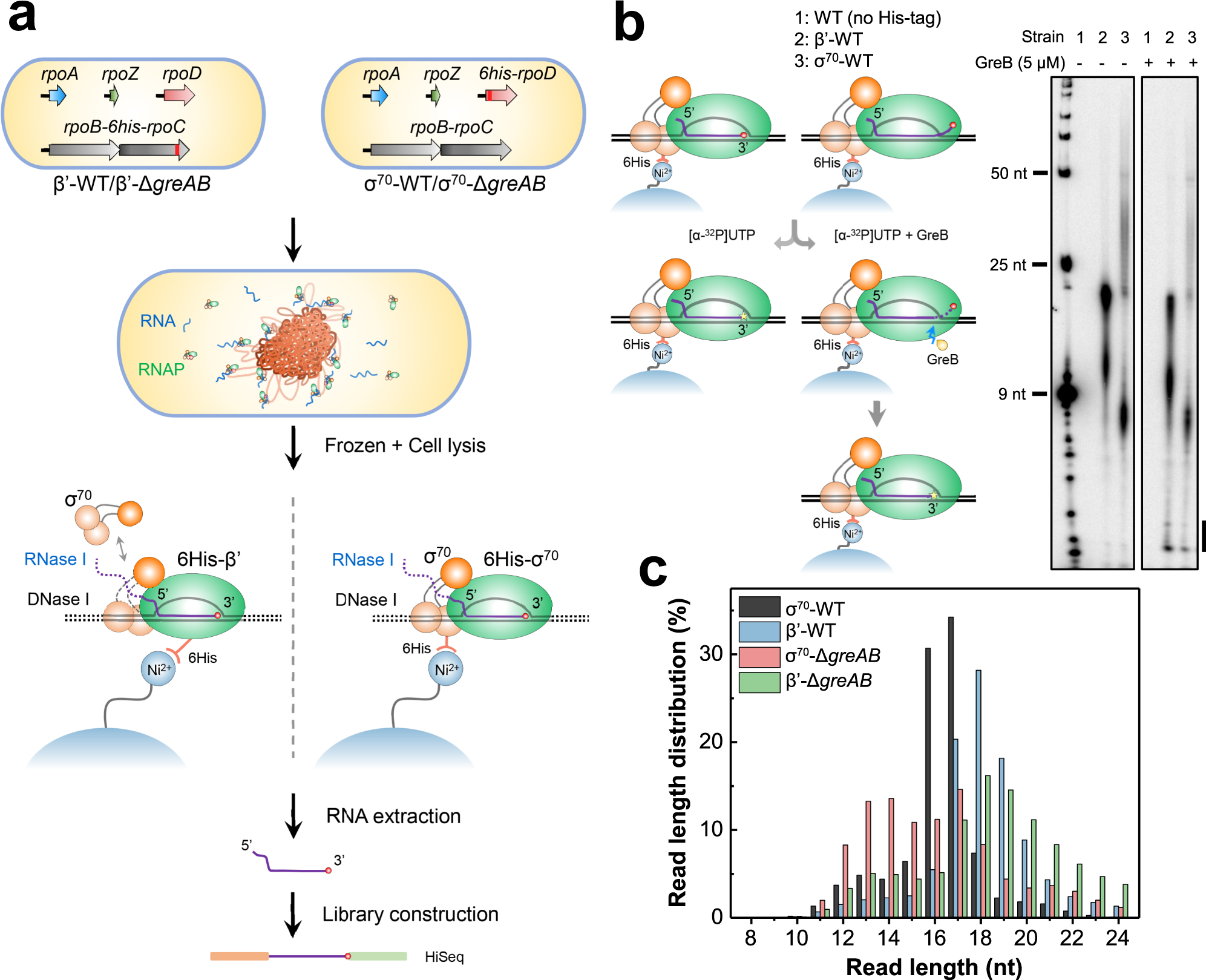 Label each element involved in bacterial transcription in the figure below.