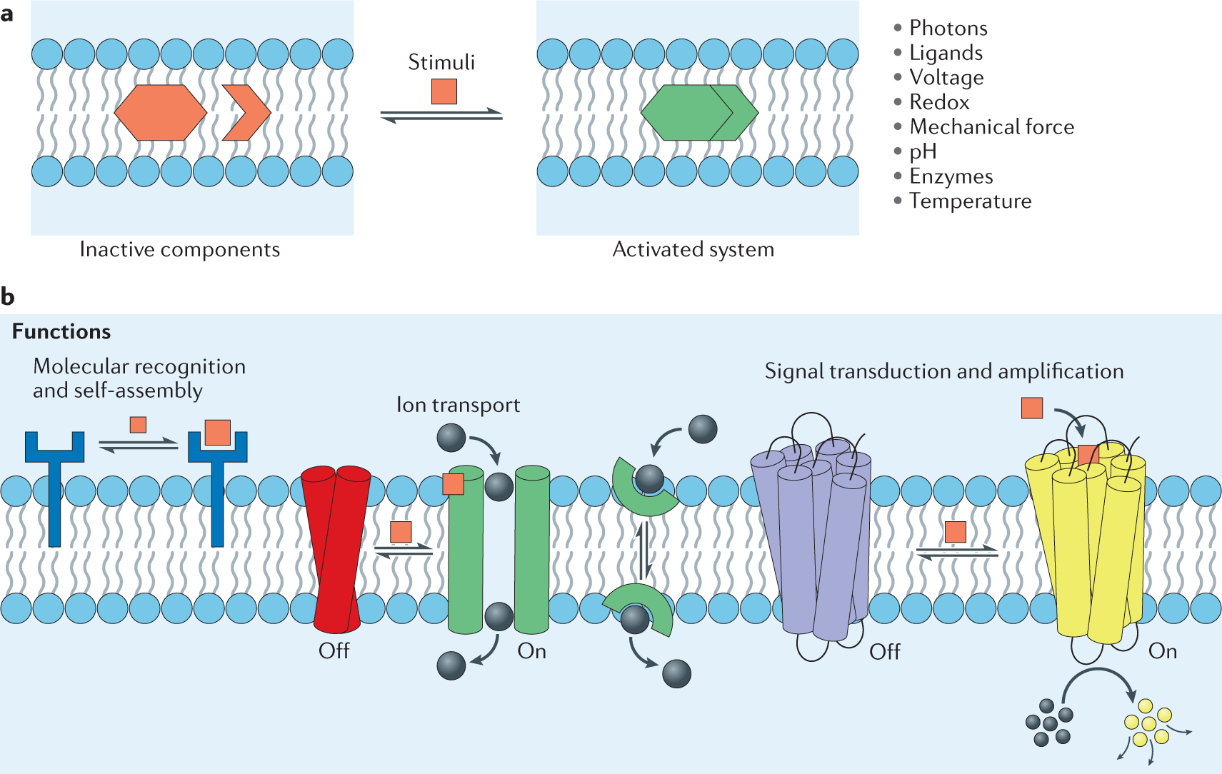 What Does Lipid Bilayer Mean