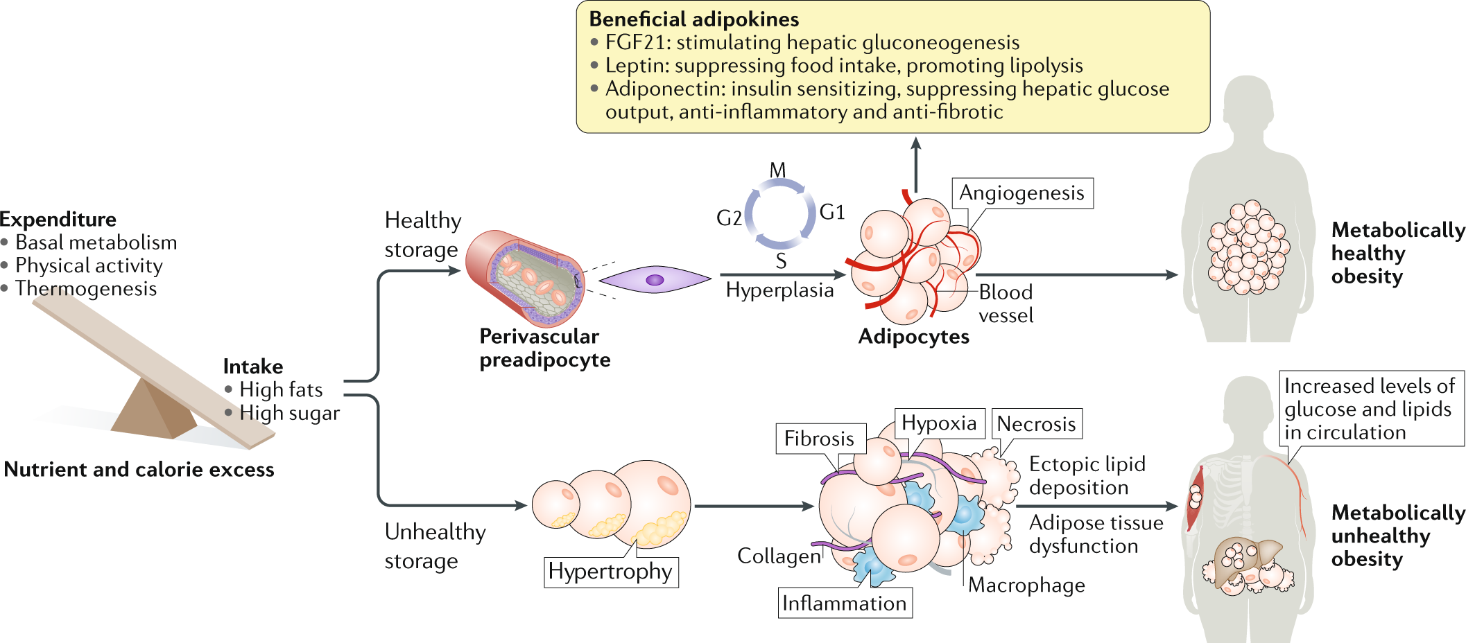 Easy Labelled Easy Fetal Circulation Diagram - Diagram Media