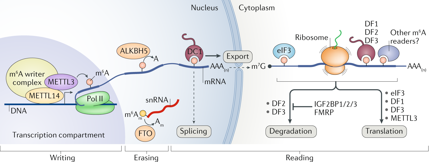 Flipboard Reading, writing and erasing mRNA methylation