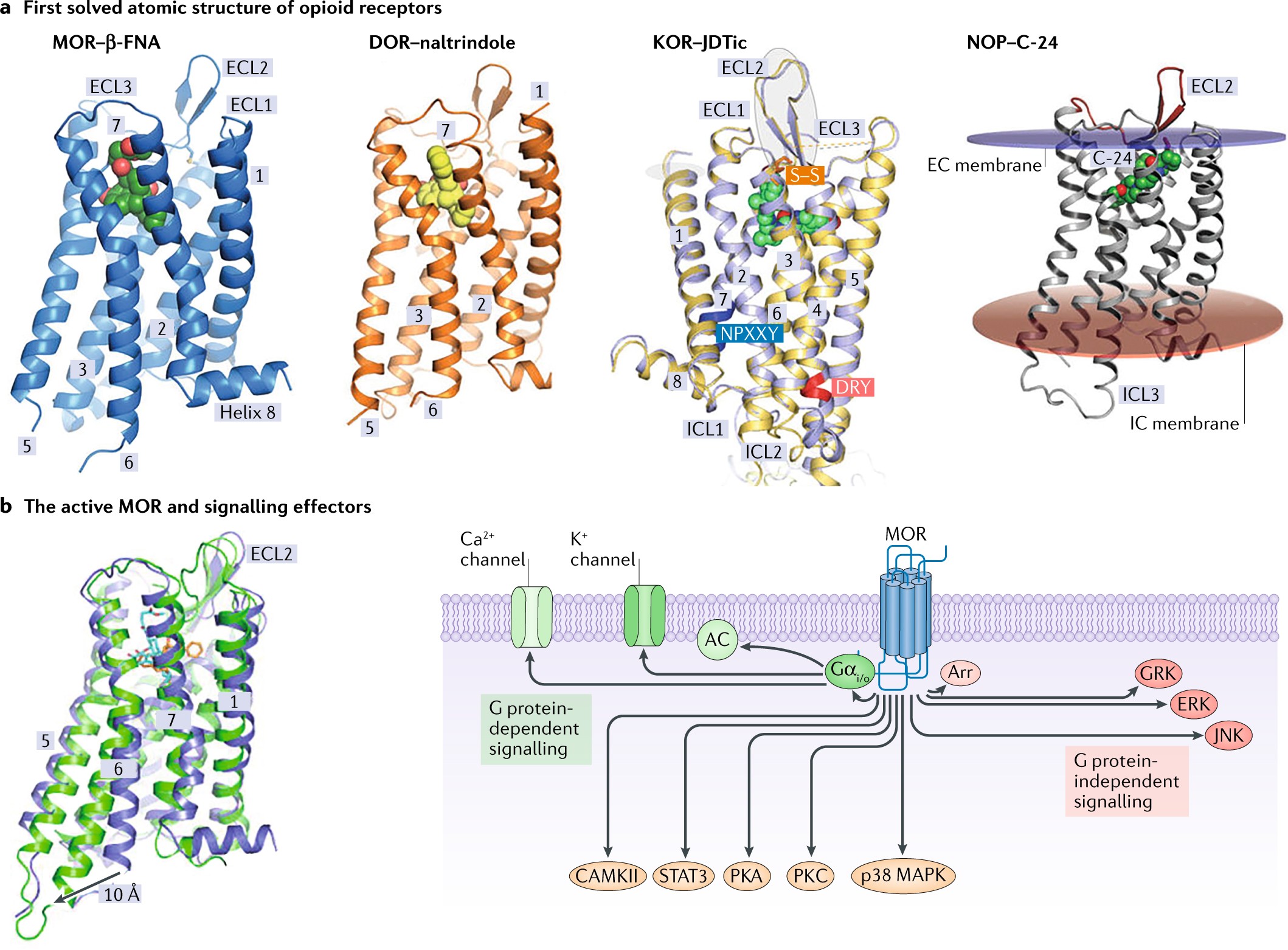 mu Mu Opioid Receptor Signaling