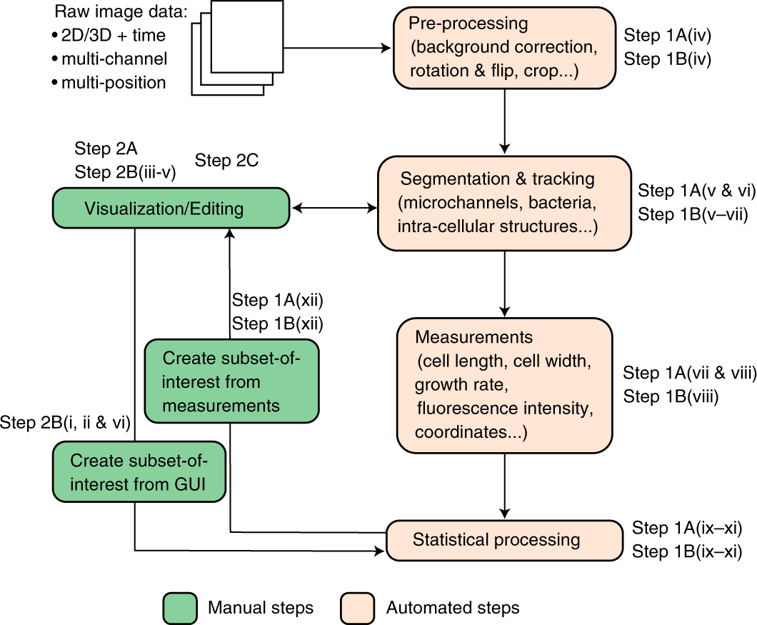 How To Draw Bacteria Step By Step
