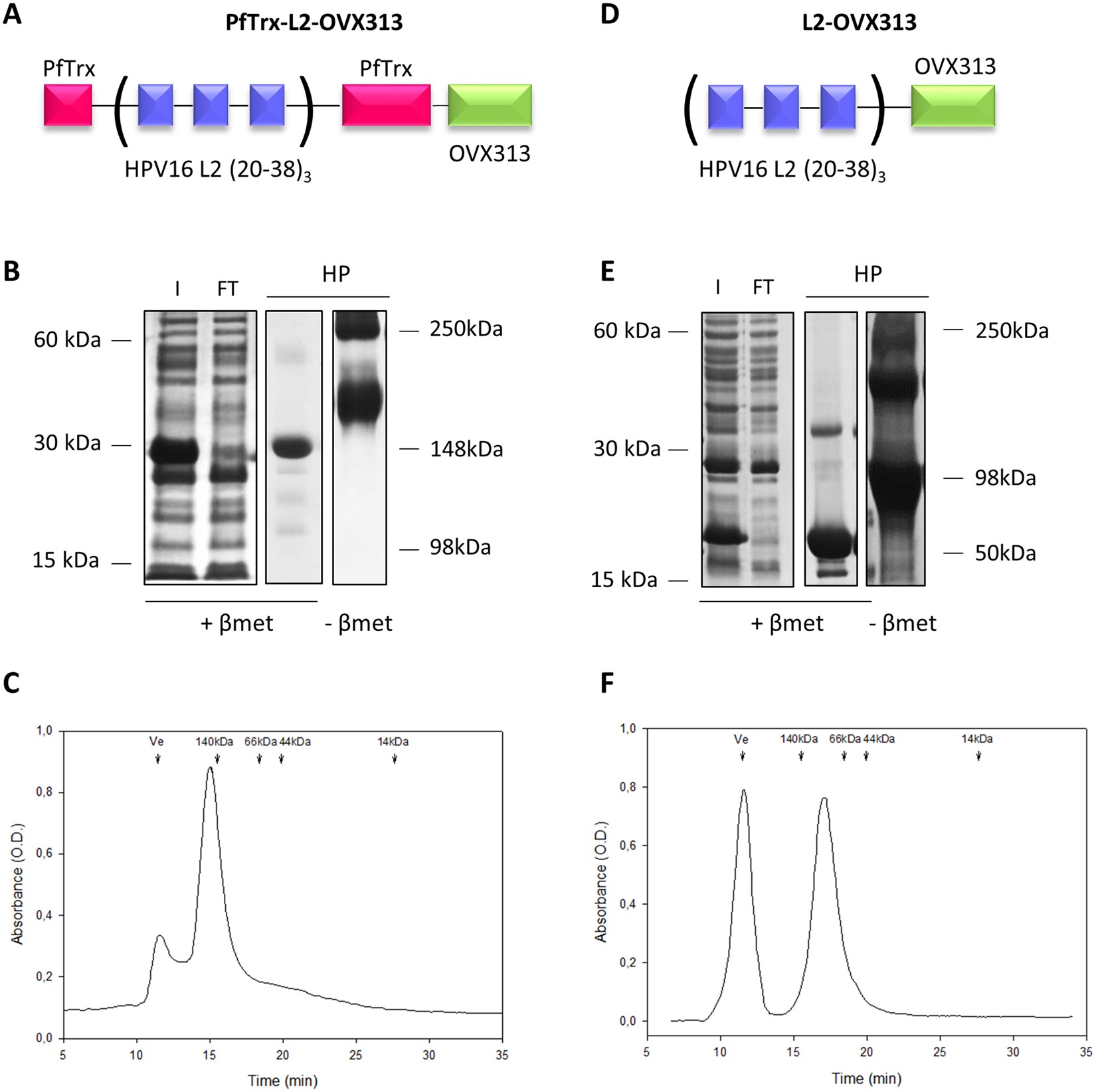 Cervical dissertation vaccine