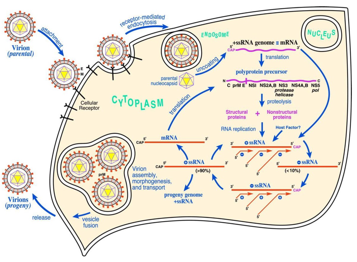 Recent progress in West Nile virus diagnosis and vaccination