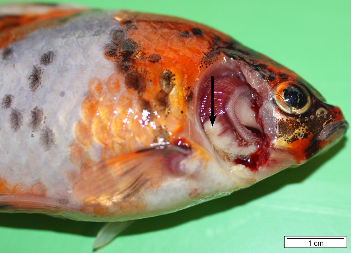 Columnaris disease in fish: a review with emphasis on