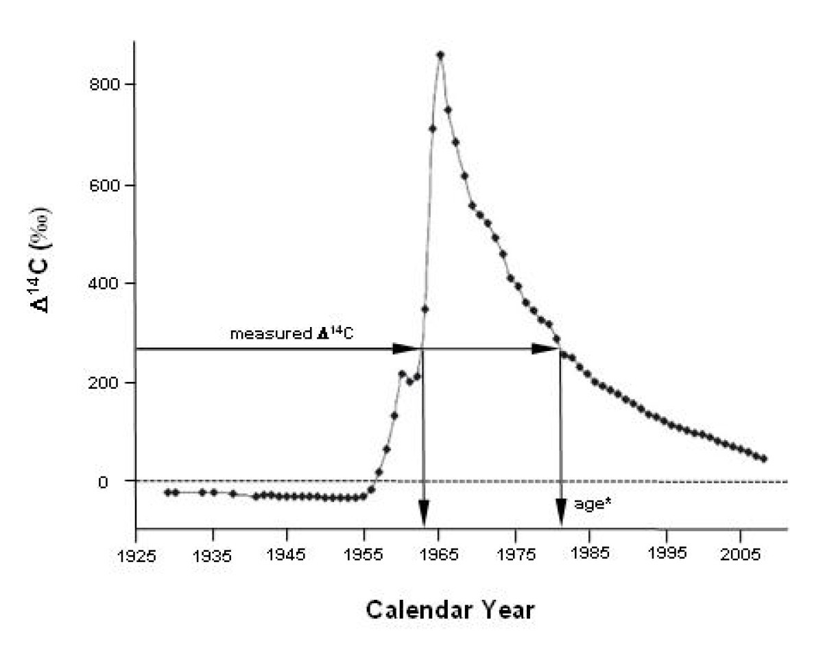 Recent advances in biomedical applications of accelerator mass