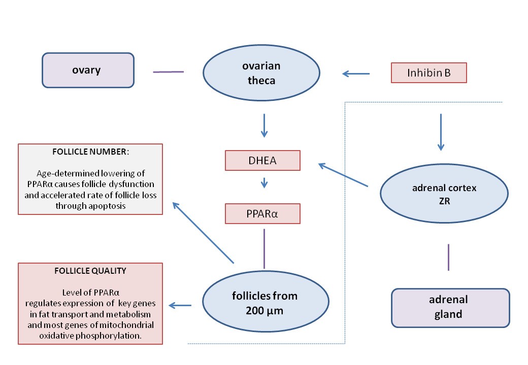 Reduced quality and accelerated follicle loss with female reproductive
