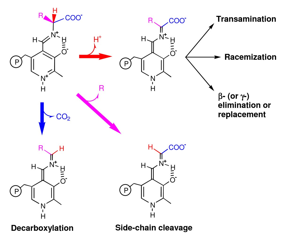 The B6 database a tool for the description and classification of vitamin B6dependent enzymatic