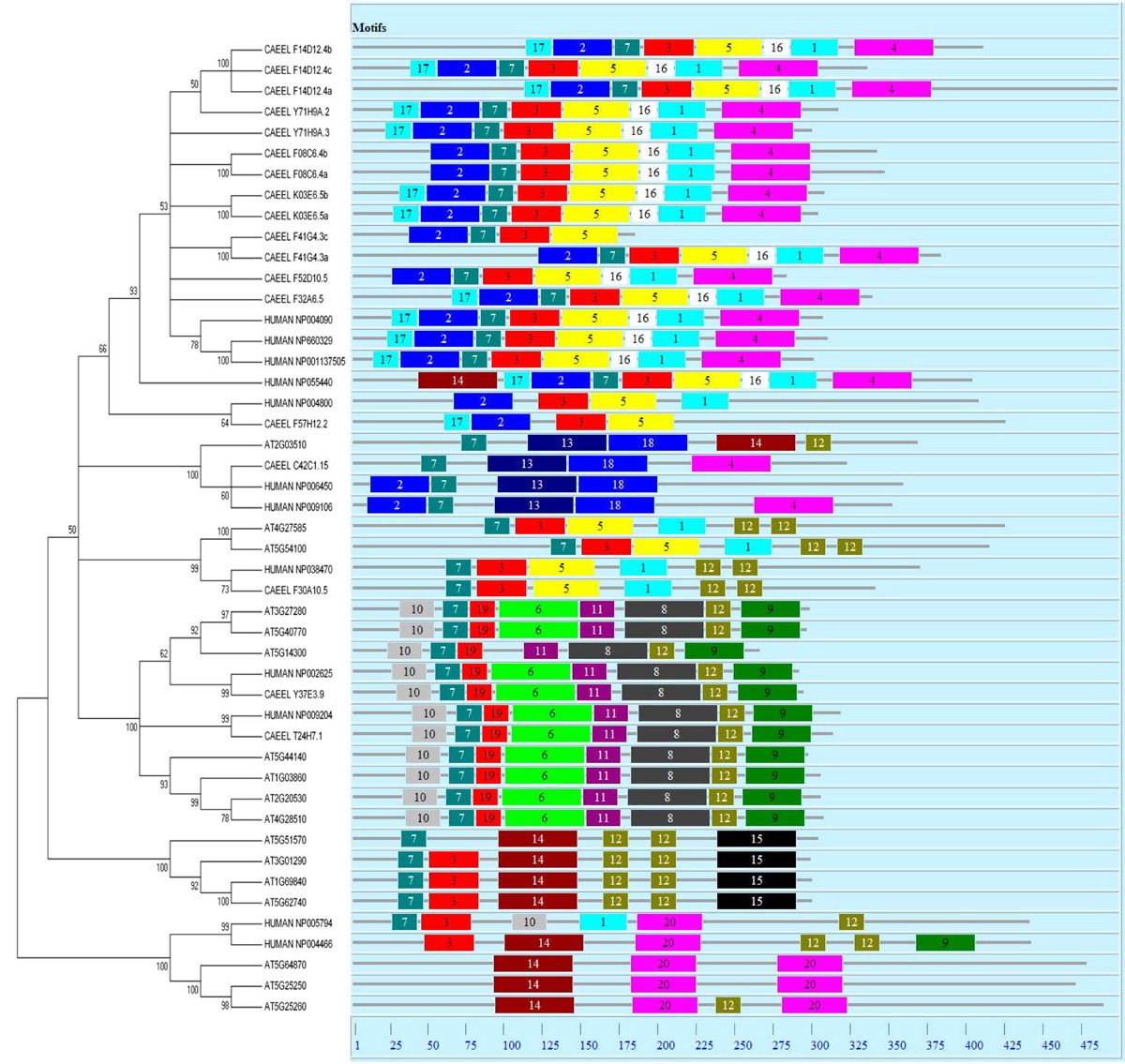 Comparative Genome Analysis Of Phb Gene Family Reveals