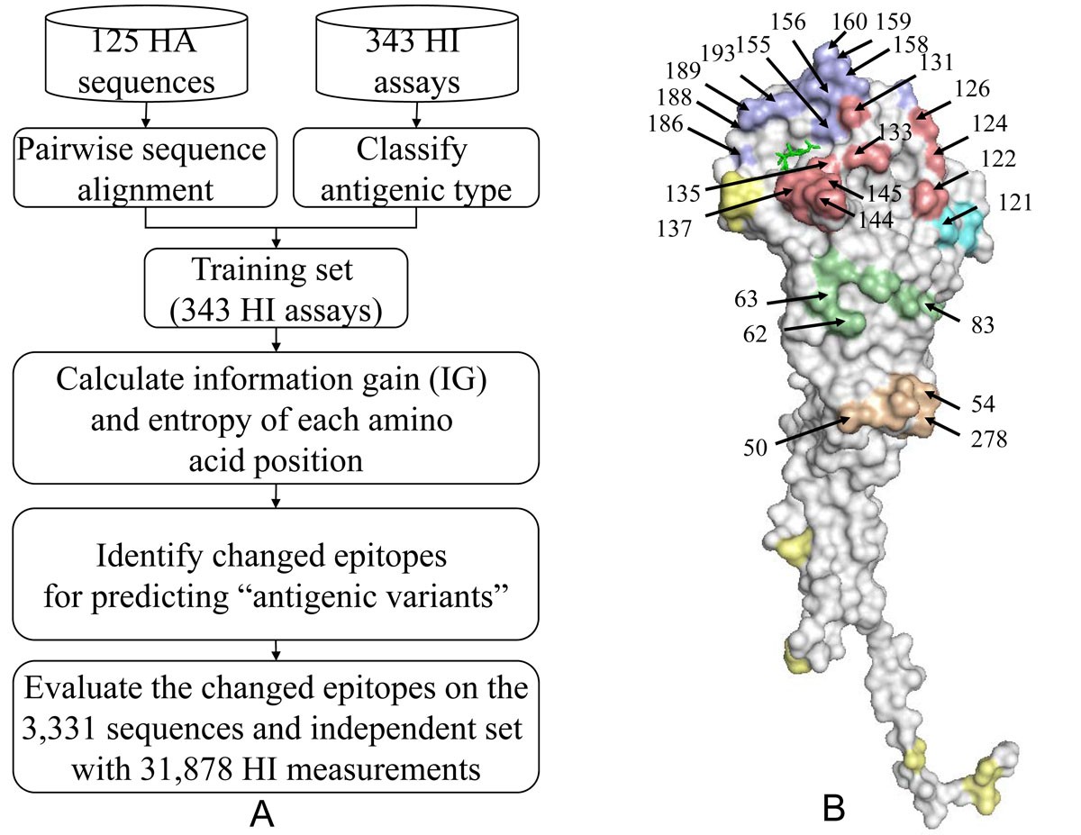 antigenic shift antigenic shift