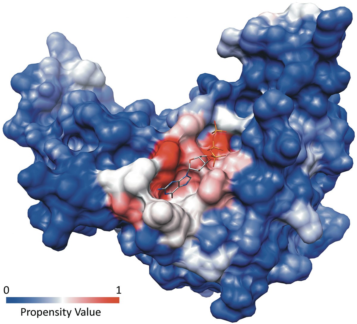 Identification of binding pockets in protein structures using a