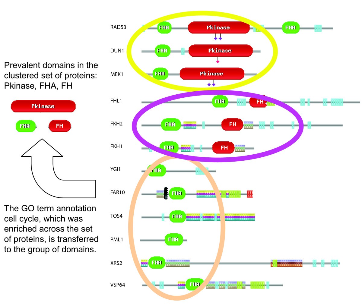 On the detection of functionally coherent groups of protein domains