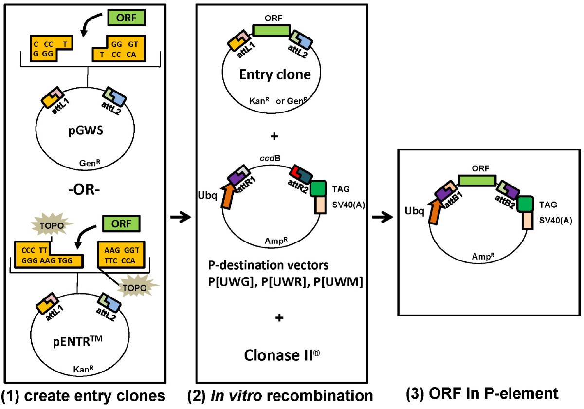 An Entry/Gateway® cloning system for general expression of genes with molecular tags in
