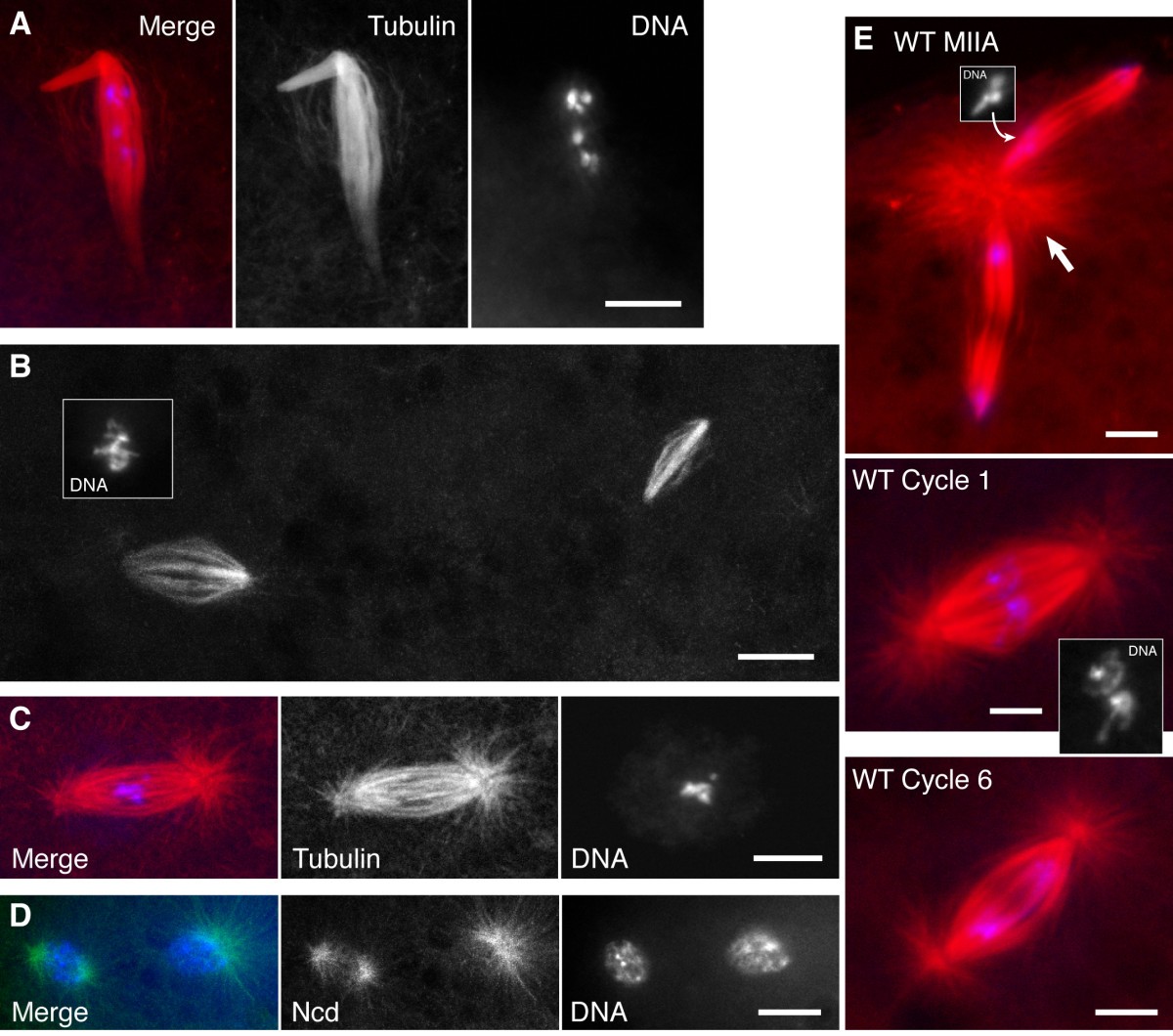 Anastral spindle assembly and γtubulin in Drosophila oocytes BMC