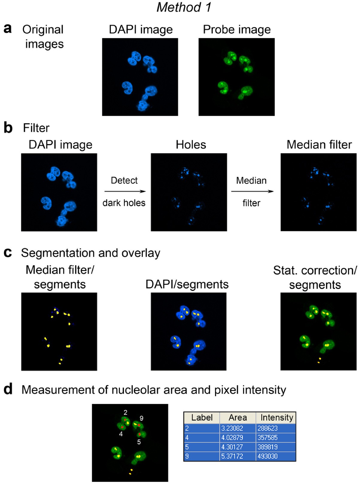 Computer-based fluorescence quantification: a novel approach to study ...