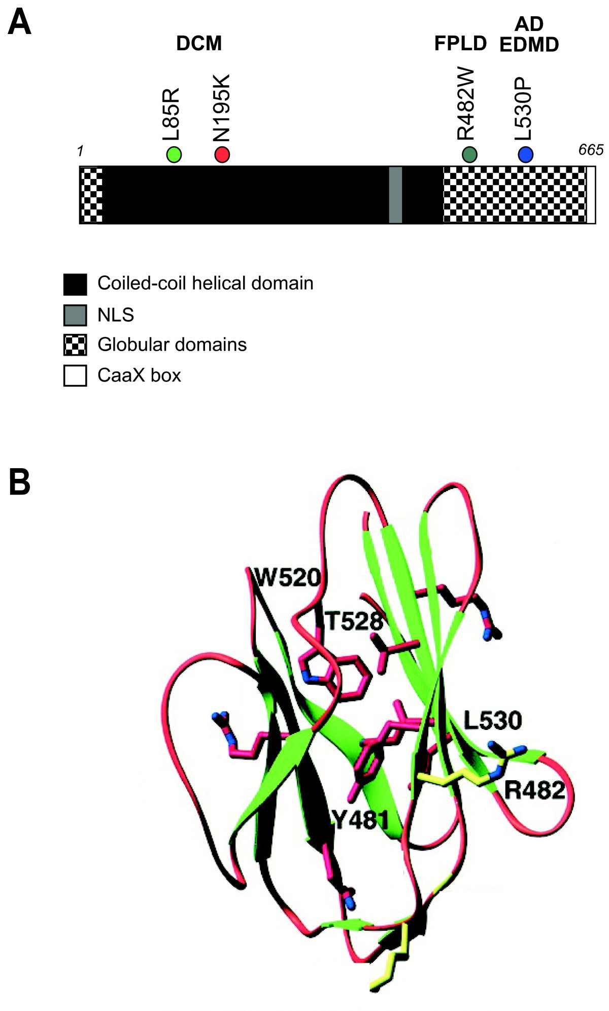 altered protein dynamics disease associated lamin a altered protein dynamics disease associated lamin a