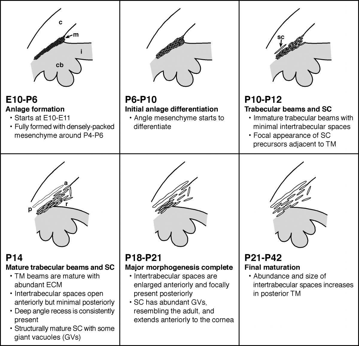 The mouse anterior chamber angle and trabecular meshwork develop