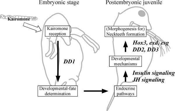 Gene up-regulation in response to predator kairomones in the water flea