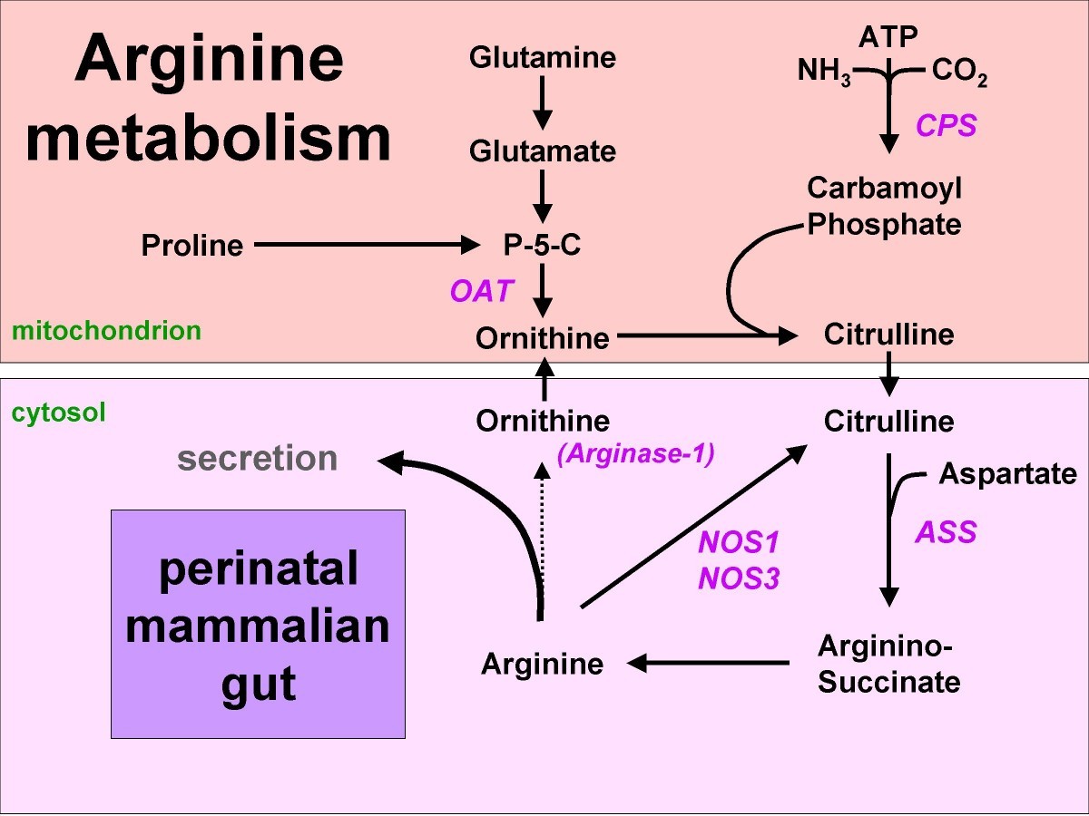 Arginine biosynthesis pathway human image