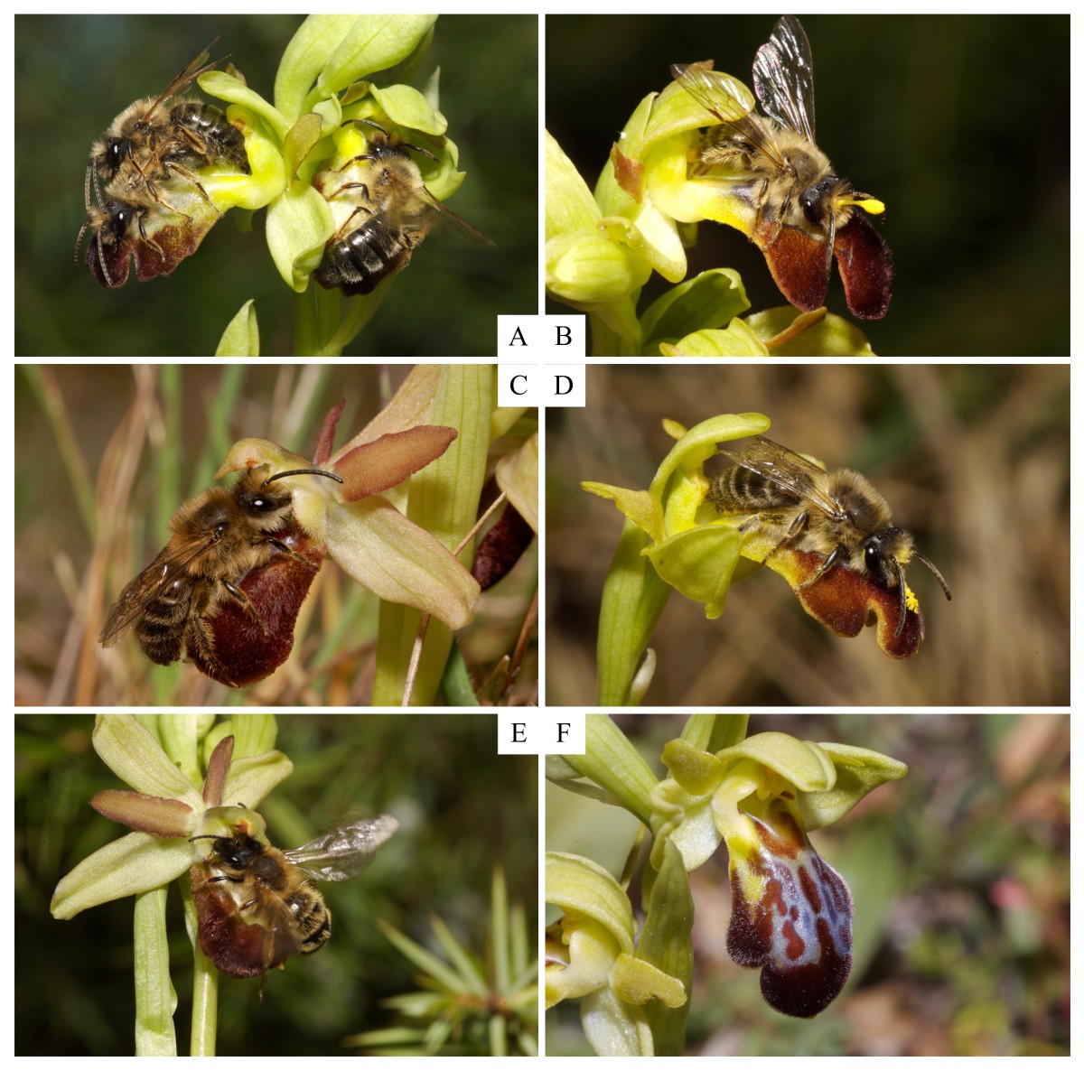 Hybrid floral scent novelty drives pollinator shift in sexually
