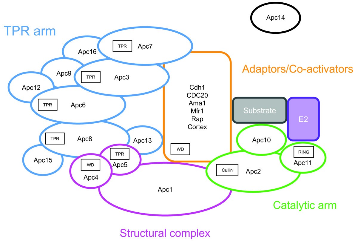 The phylogenomic analysis of the anaphase promoting complex and its Biology Diagrams