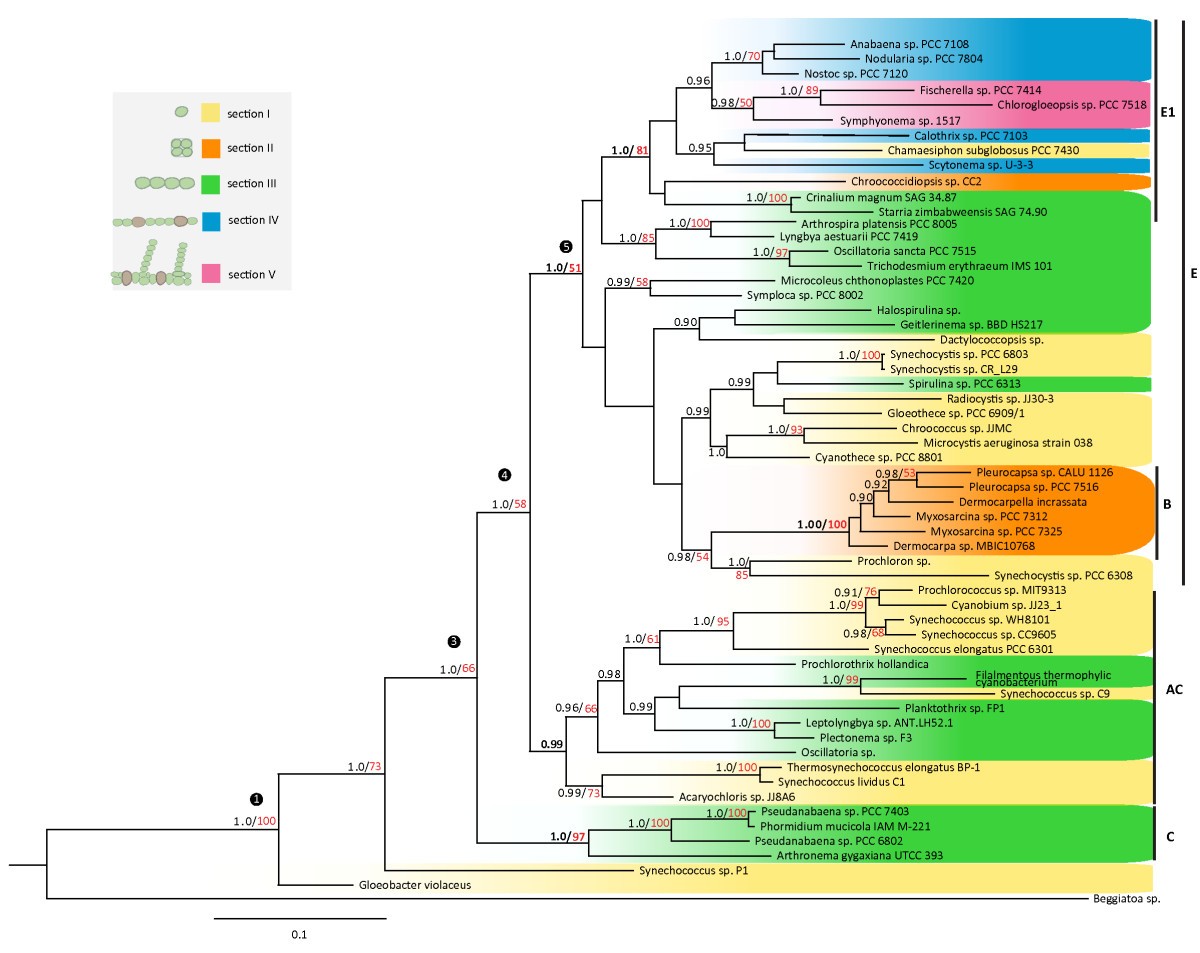 The origin of multicellularity in cyanobacteria | BMC Evolutionary