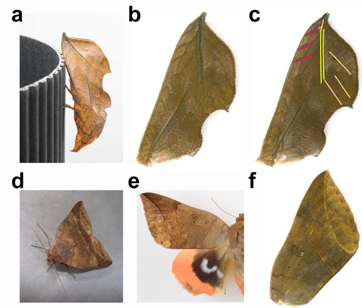 The Man Moth Poem Analysis