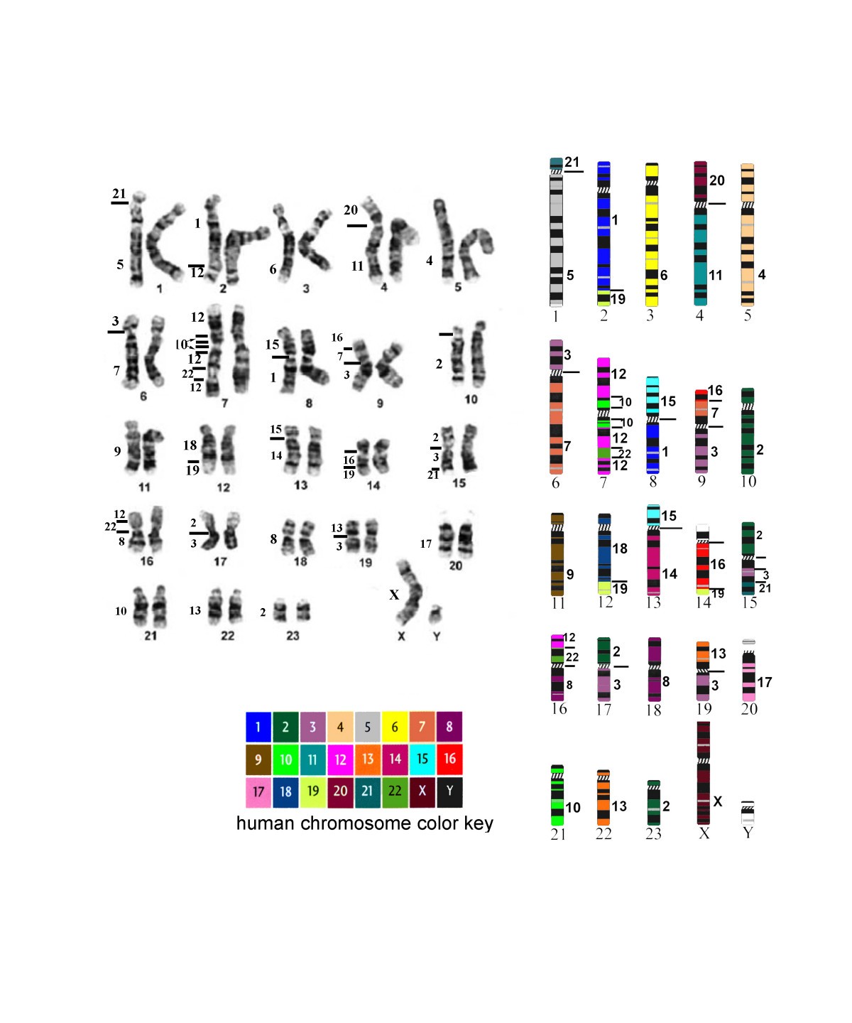 Chromosome painting in the manatee supports Afrotheria and ...