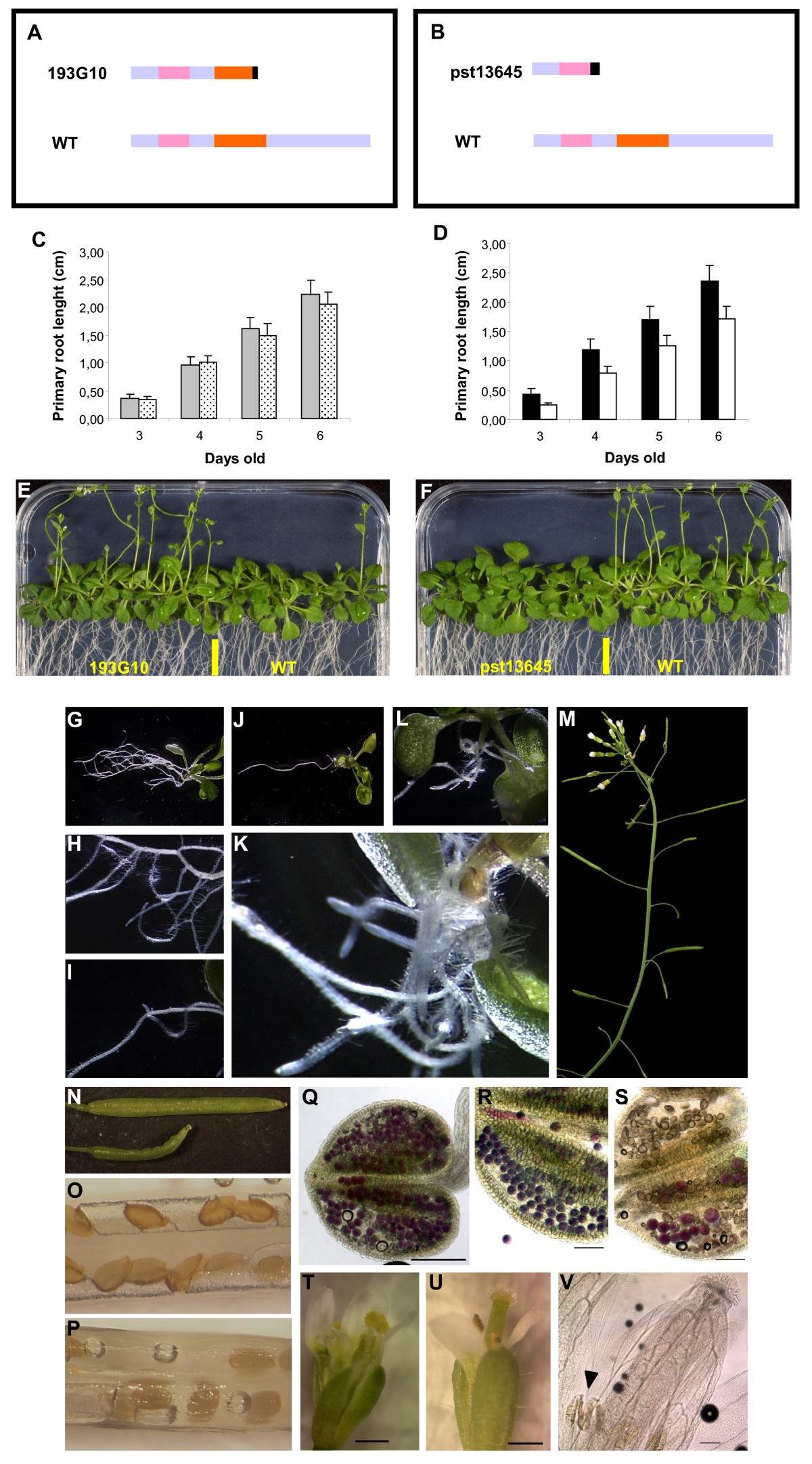 Genes of the most conserved WOX clade in plants affect