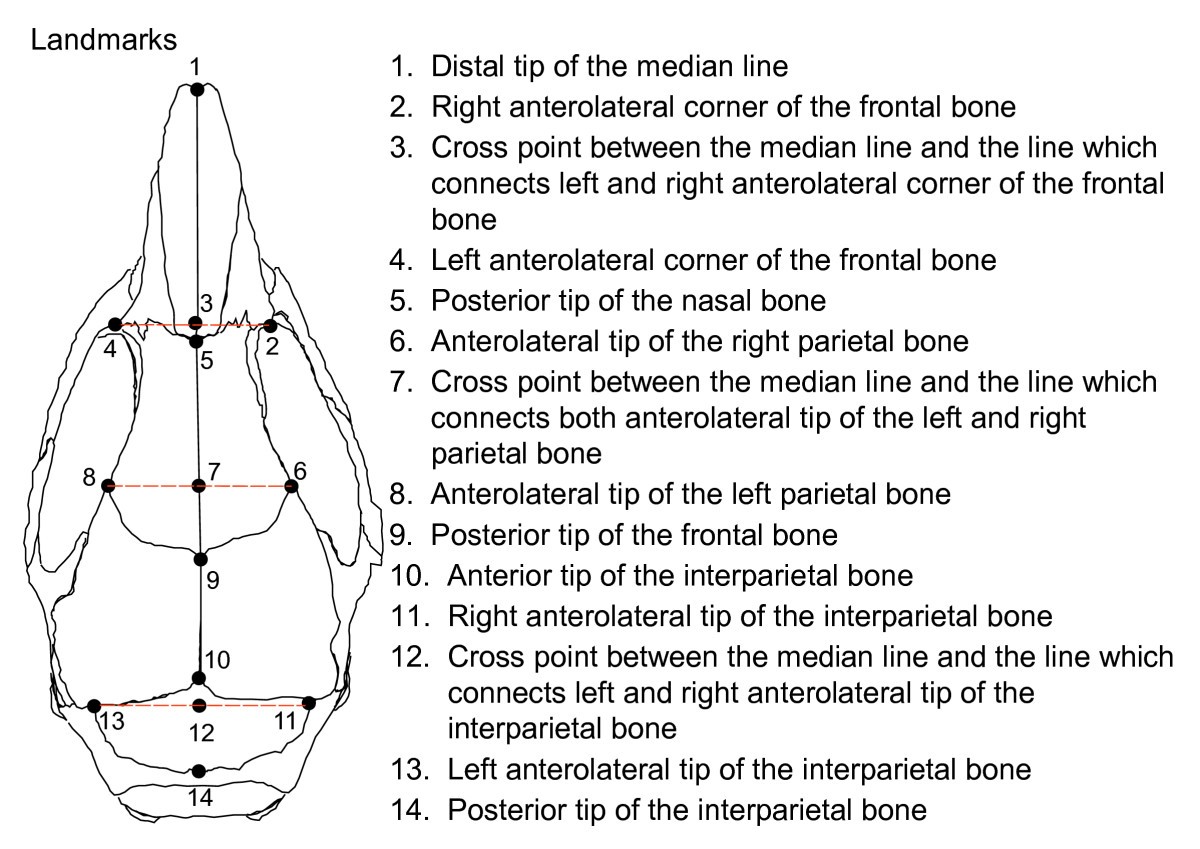 Cranial bone morphometric study among mouse strains | BMC Evolutionary