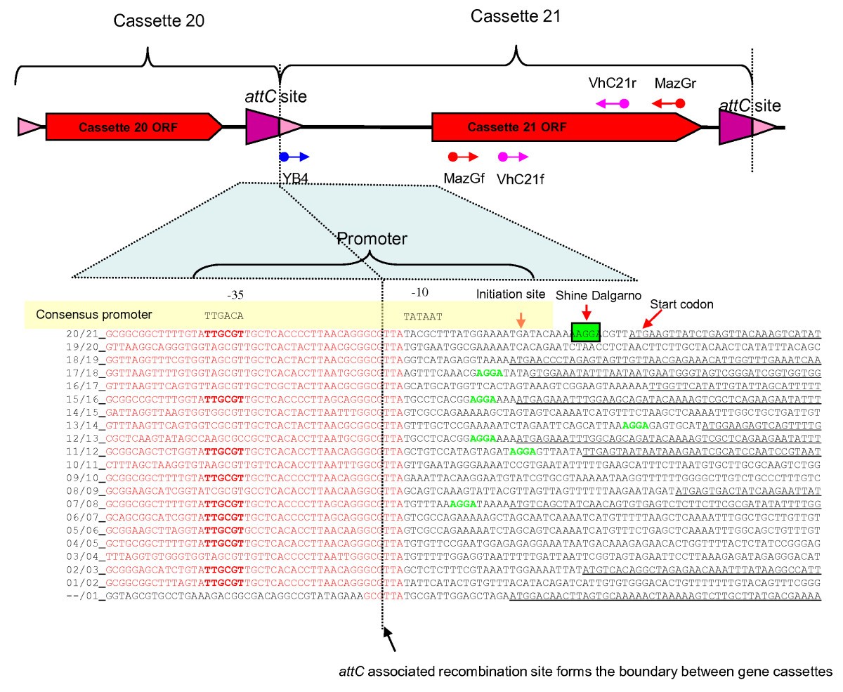 Gene cassette transcription in a large integronassociated array BMC