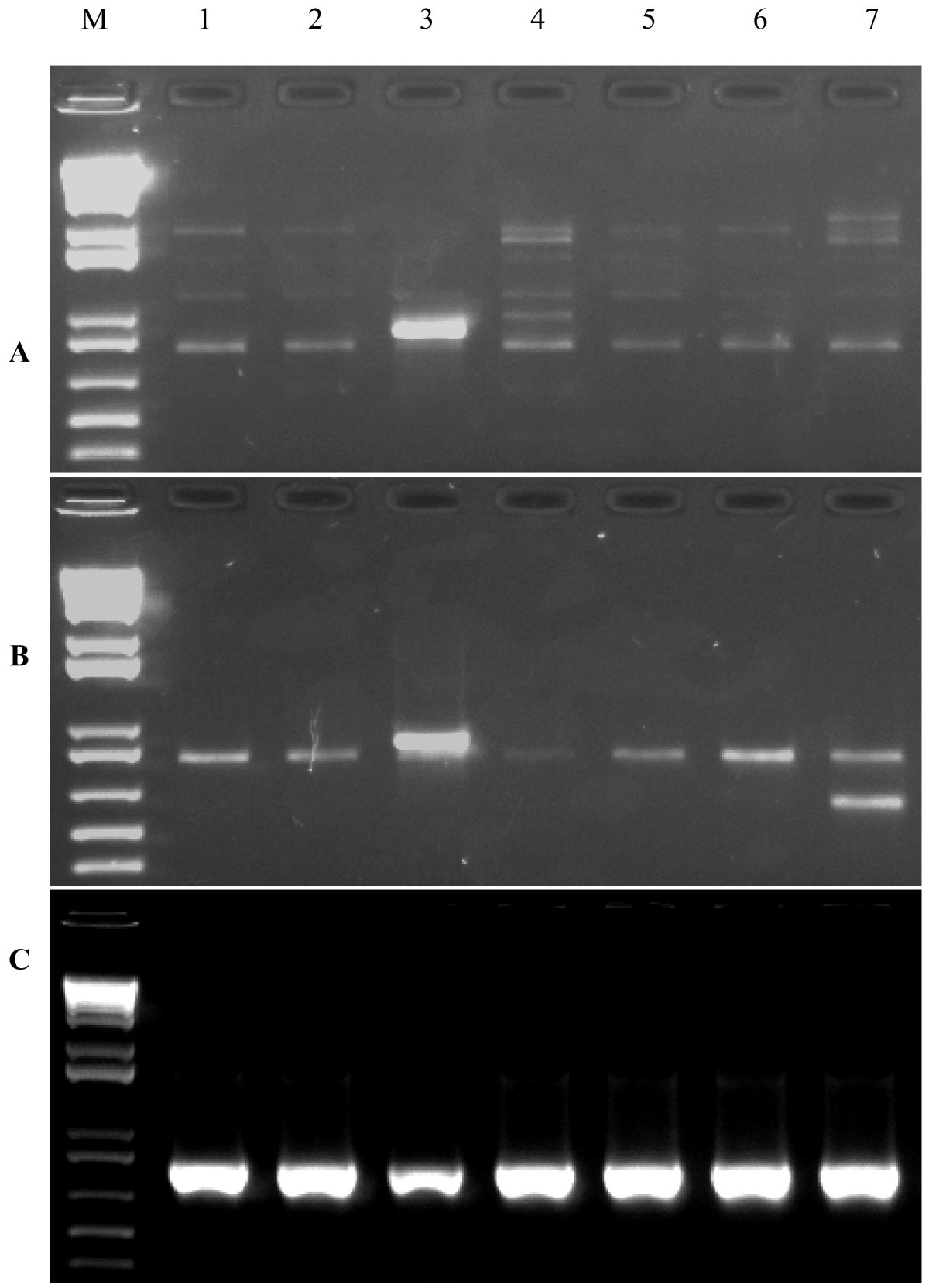 touchdown pcr to amplify 3kb plasmid region touchdown pcr to amplify 3kb plasmid region