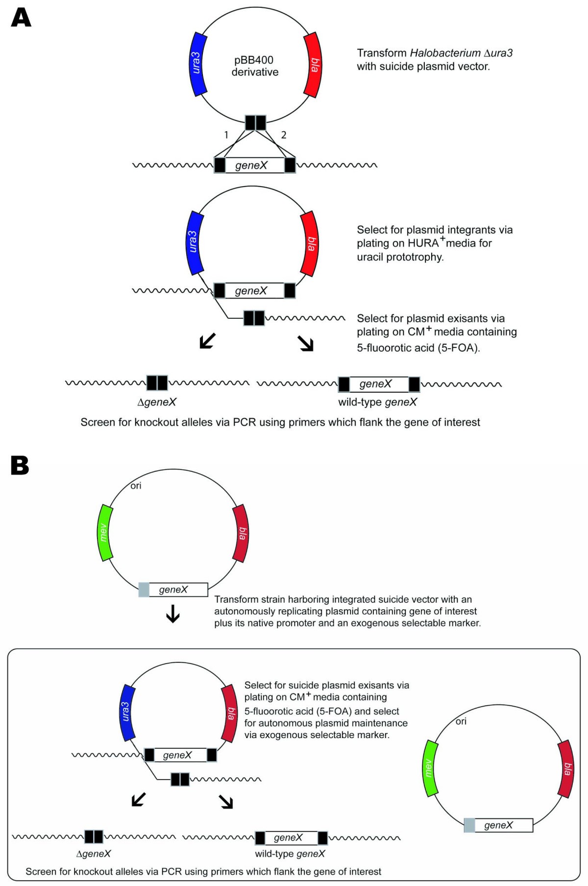 essential and non essential dna replication genes in the gene knockout