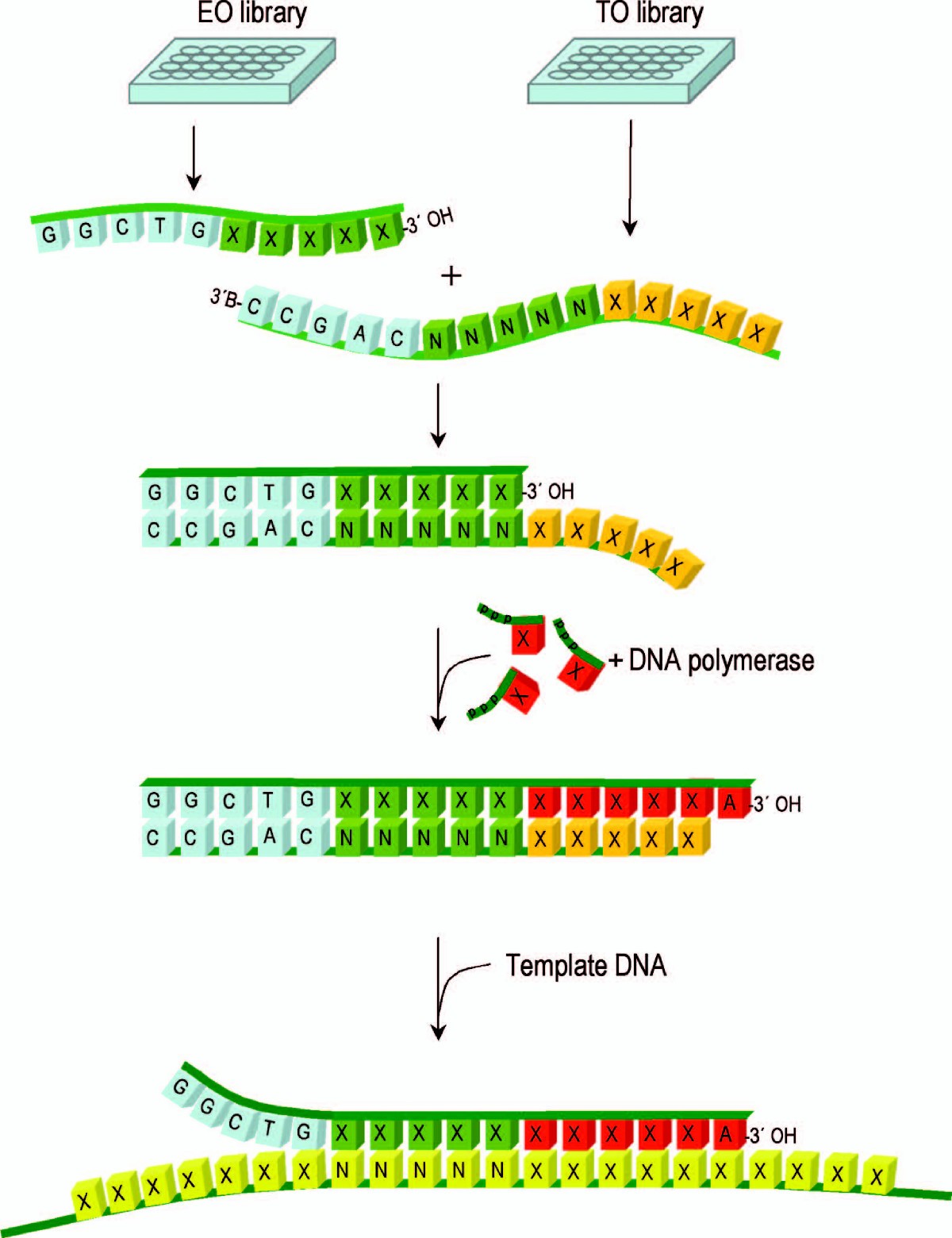 Primer fabrication using polymerase mediated oligonucleotide synthesis