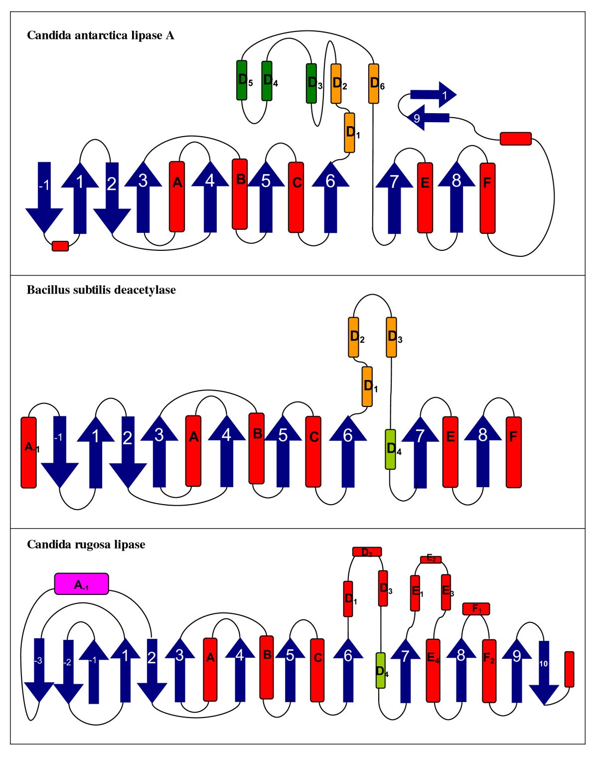 Structural classification by the Lipase Engineering Database a case
