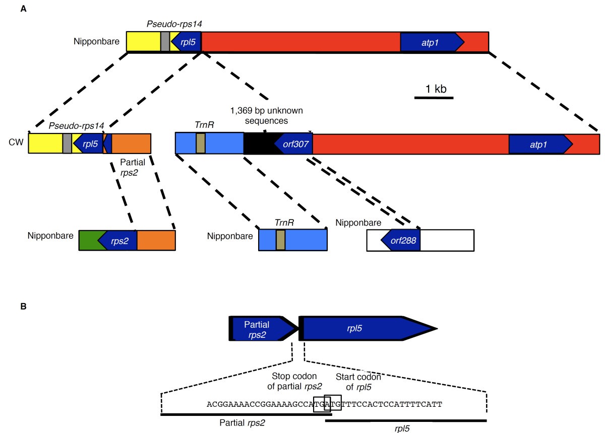 organization based on comparison of two ... Biology Diagrams