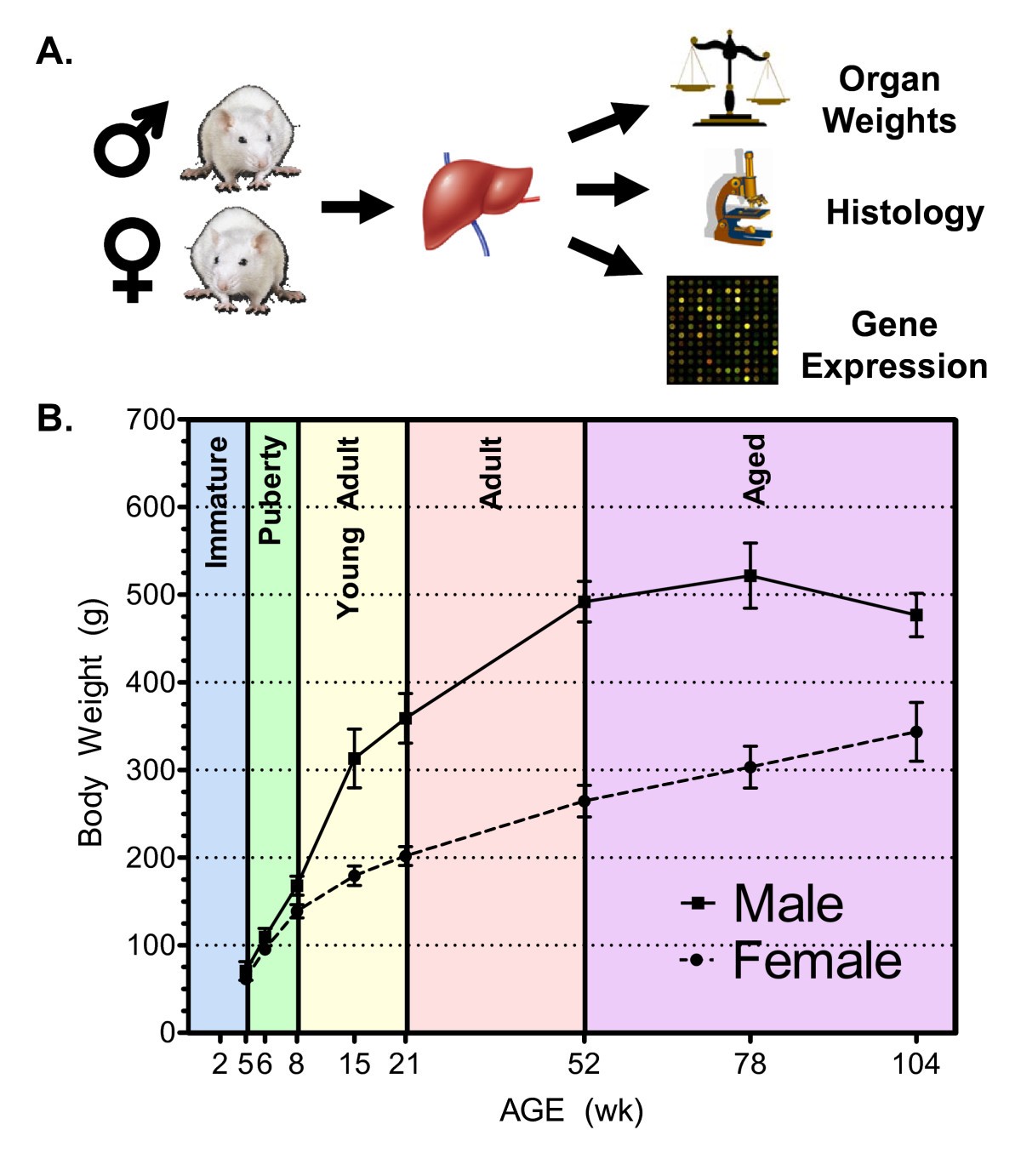 Age and sex dependent changes in liver gene expression during the life cycle of the rat BMC