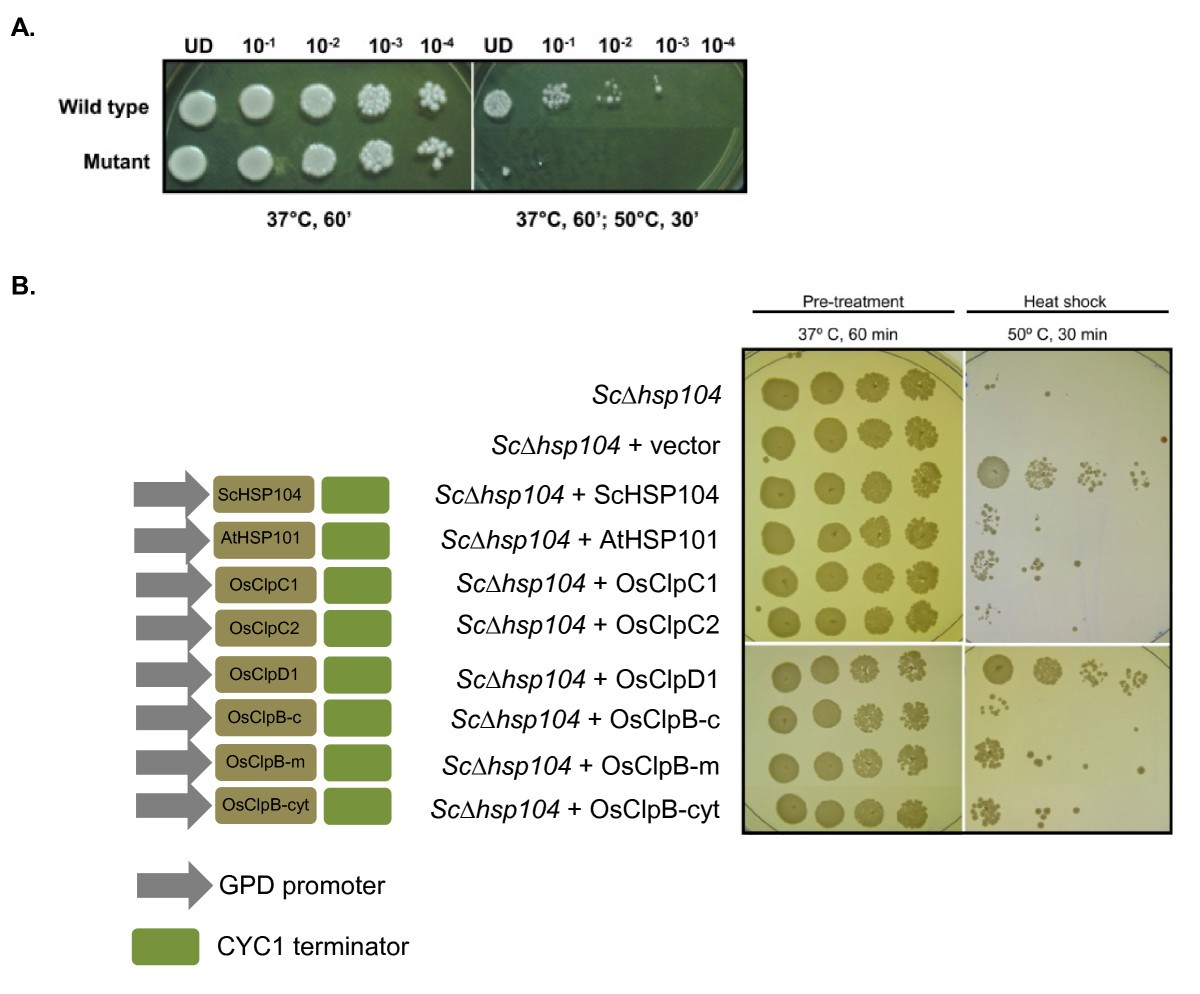 Genome-wide analysis of rice ClpB/HSP100, ClpC and ClpD genes | BMC ...