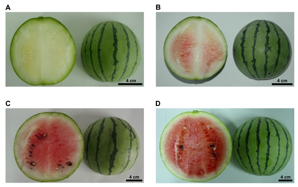 Characterization of transcriptome dynamics during watermelon fruit
