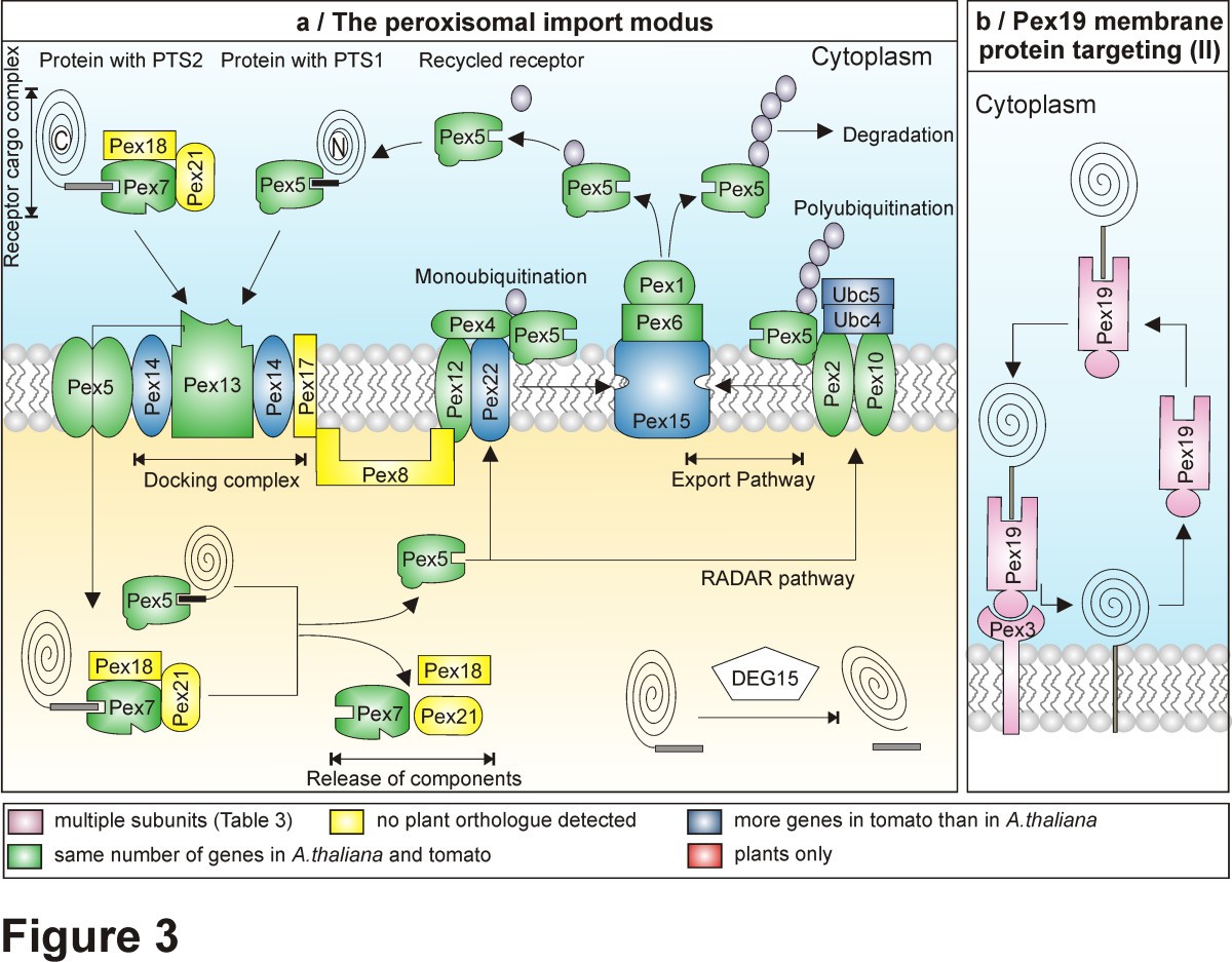 The protein translocation systems in plants – composition and ...