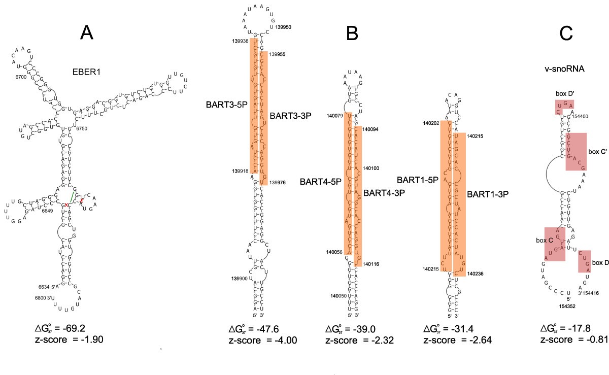 Genomewide analyses of EpsteinBarr virus reveal conserved RNA