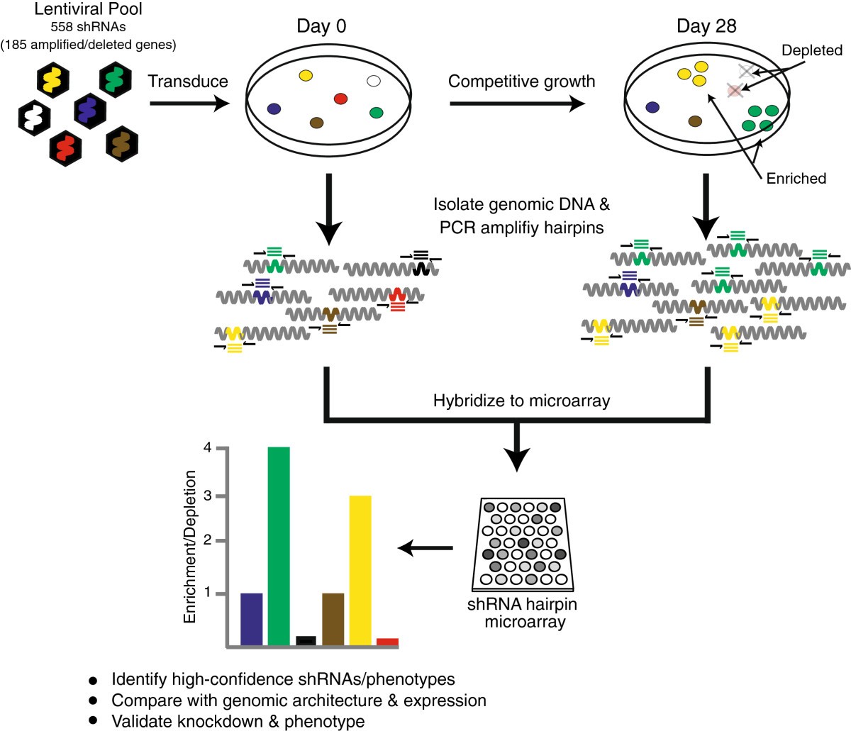 Integrative Genomic And Functional Profiling Of The Pancreatic Cancer Genome Bmc Genomics 2064