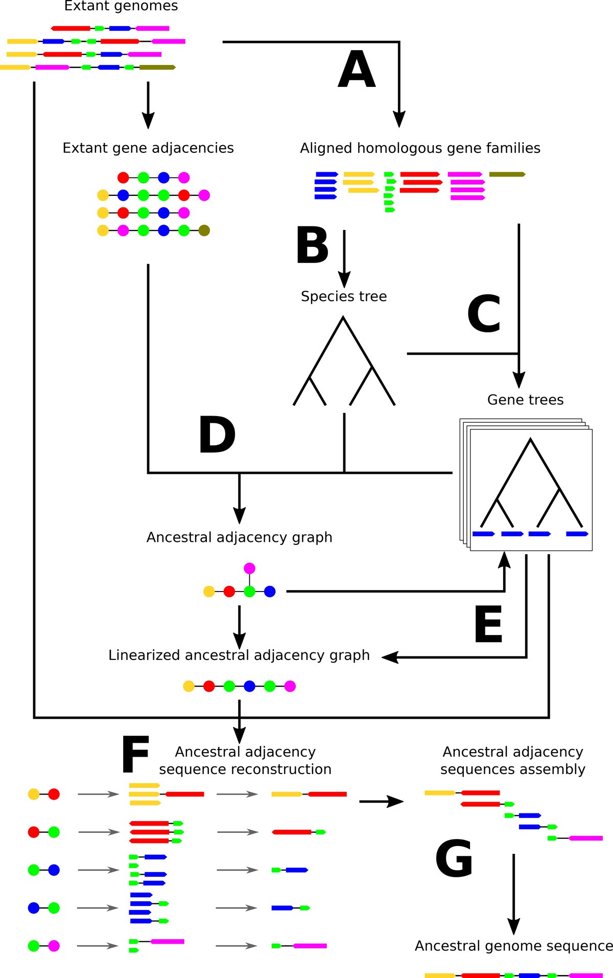 Reconstruction of an ancestral Yersinia pestisgenome and comparison ...
