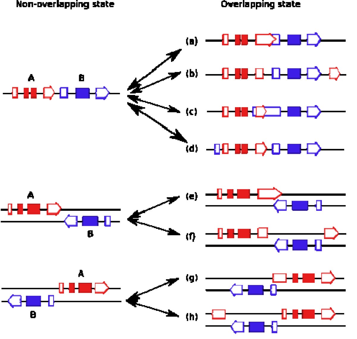 Overlapping genes in the human and mouse genomes BMC Genomics Full Text