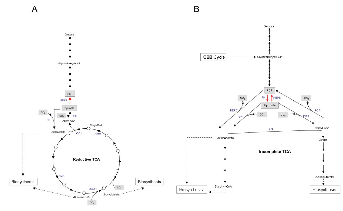 Comparative genomic analysis of carbon and nitrogen assimilation