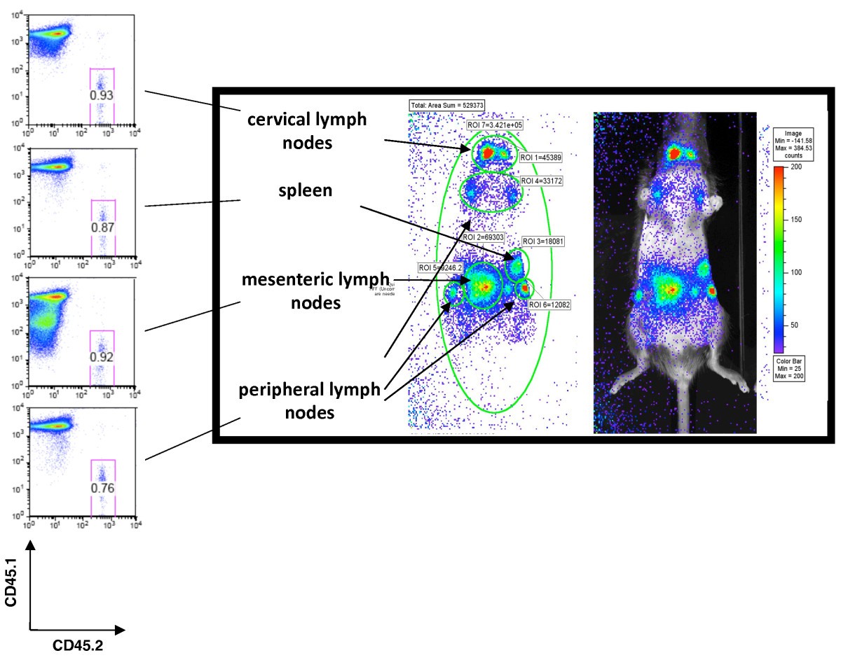 Bioluminescencebased visualization of CD4 T cell dynamics using a T lineagespecific luciferase