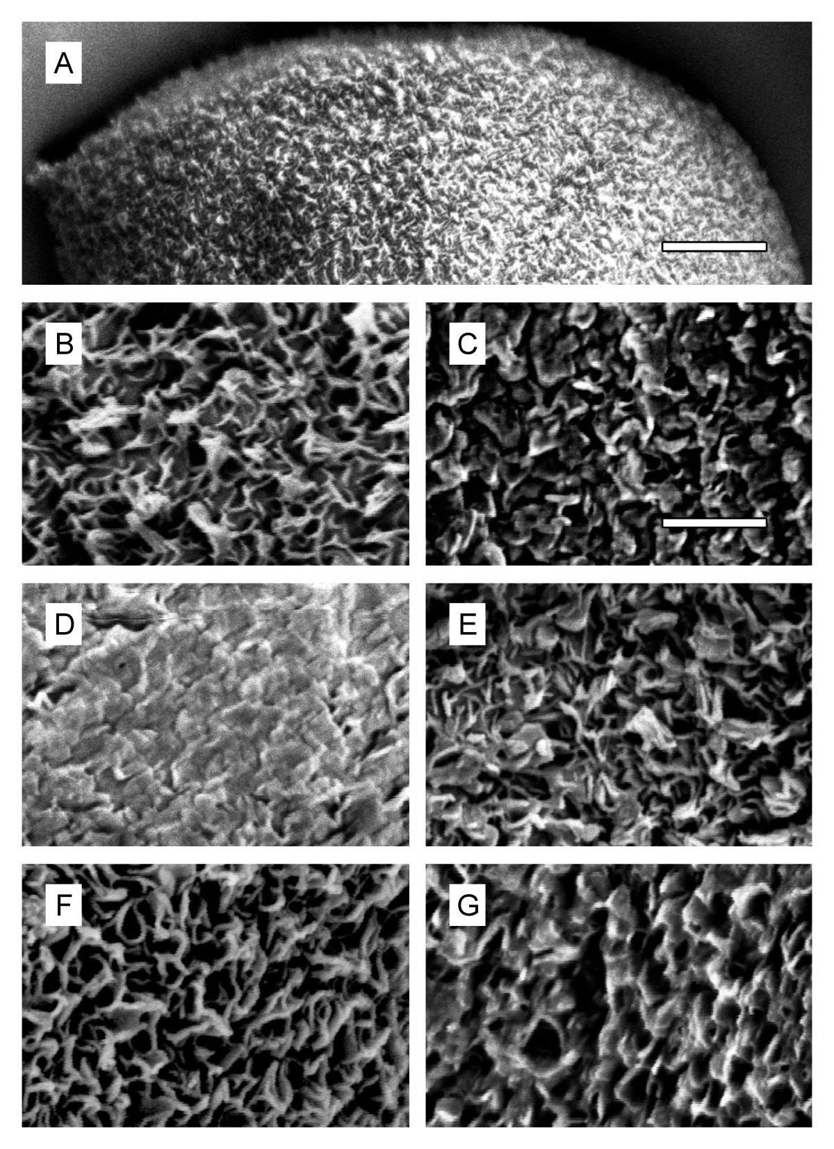 Lack of evidence for a role of hydrophobins in conferring surface ...