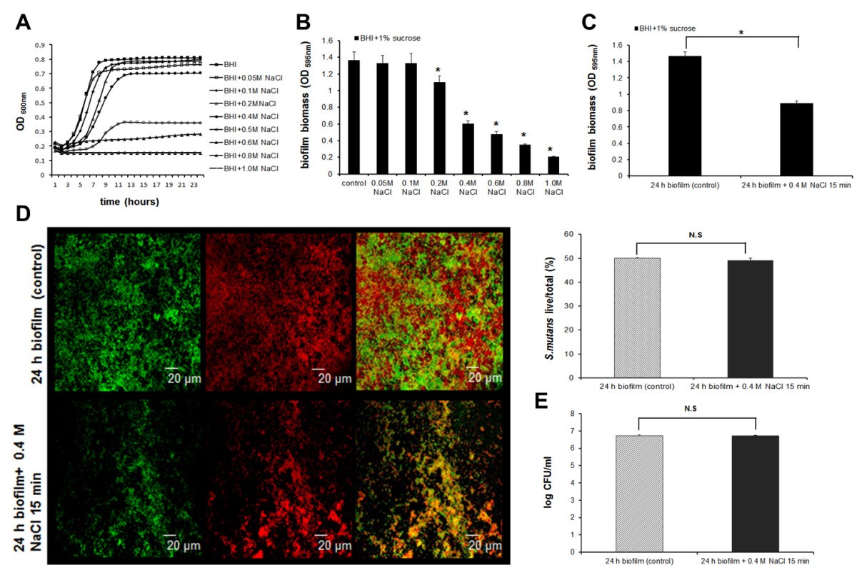 Hyperosmotic response of streptococcus mutans: from microscopic