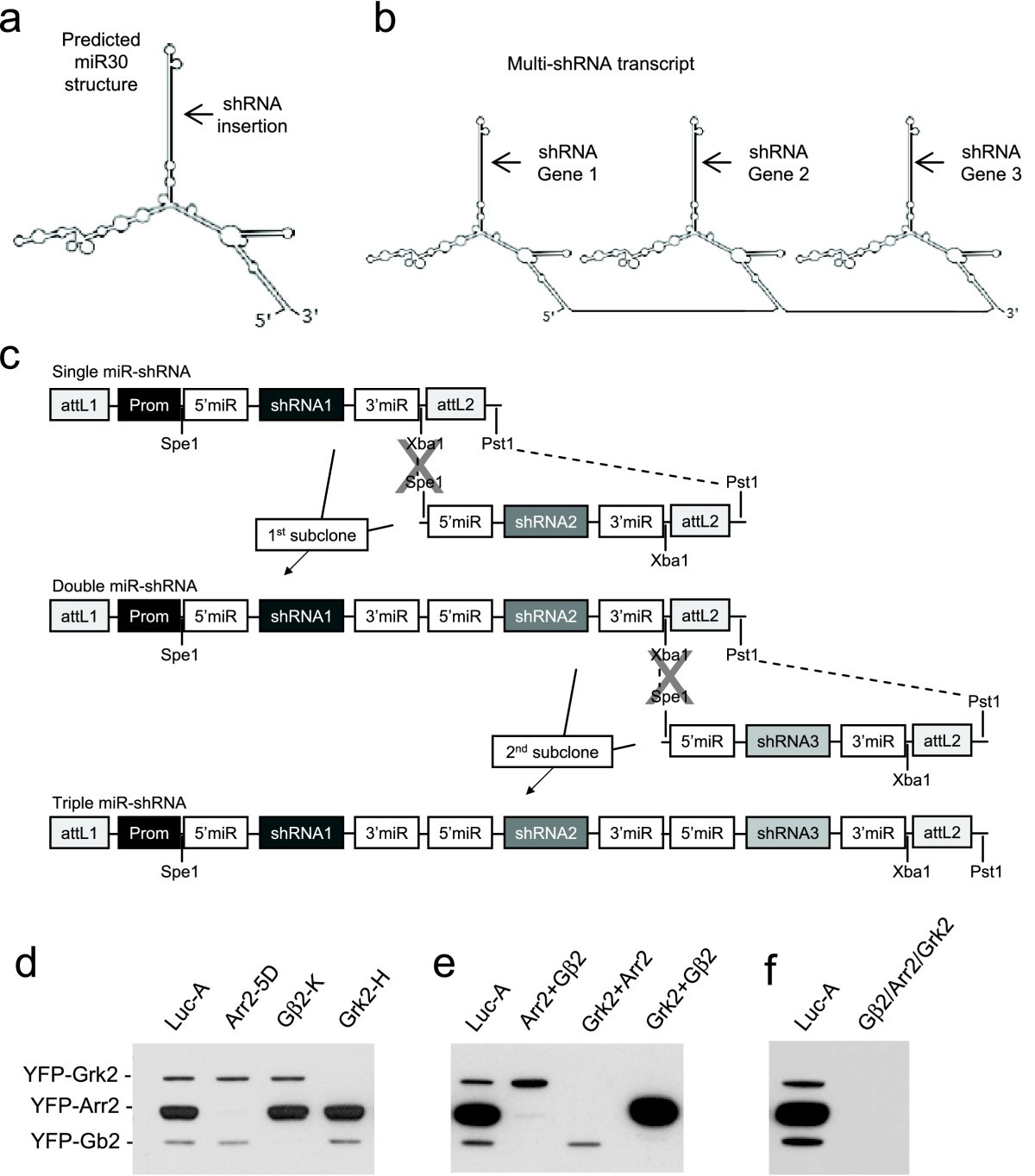 A versatile approach to multiple gene RNA interference using microRNA ...