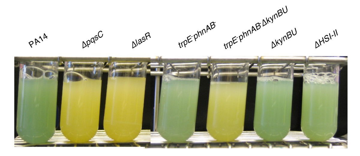Use of the lambda Red system to rapidly generate mutants in